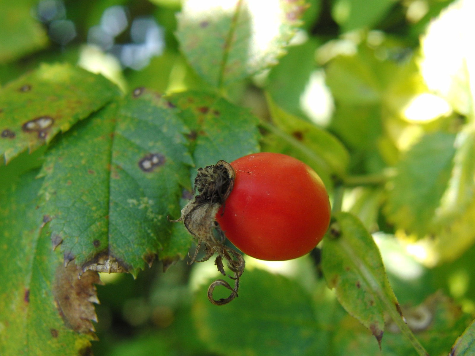 Hagebutte solo Hagebutte solo