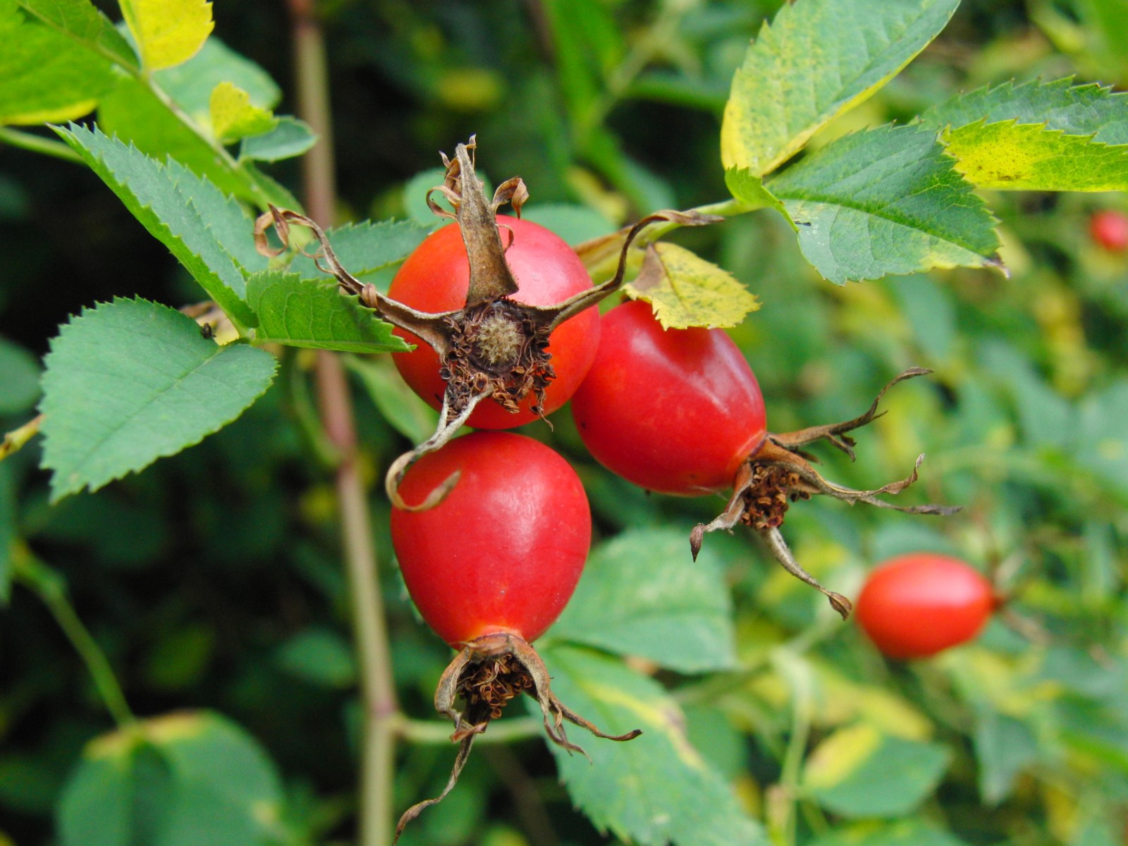 Hagebutten am Busch Hagebutten am Busch