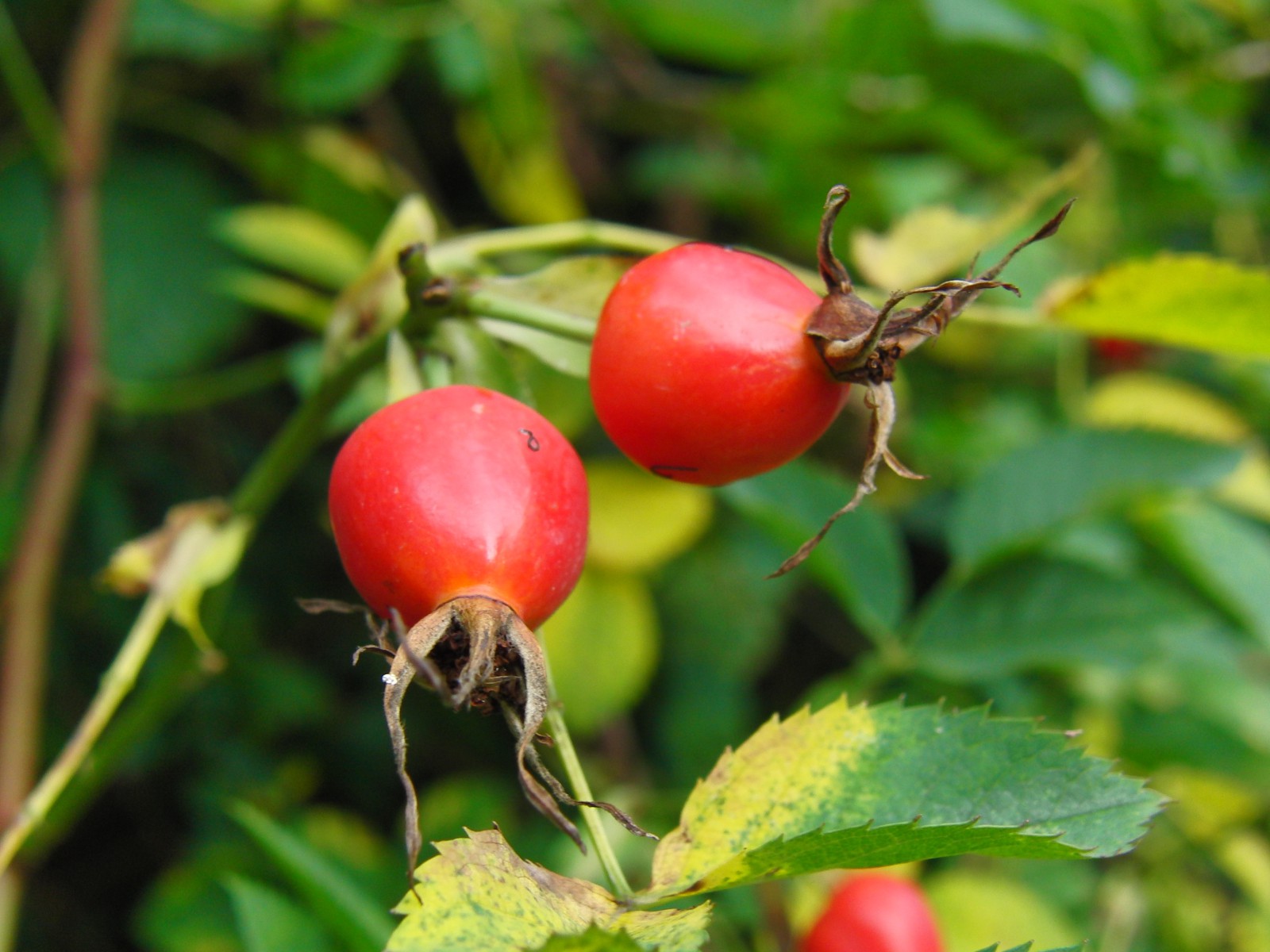 Hagebutten im grünen Hintergrund Hagebutten im grünen Hintergrund