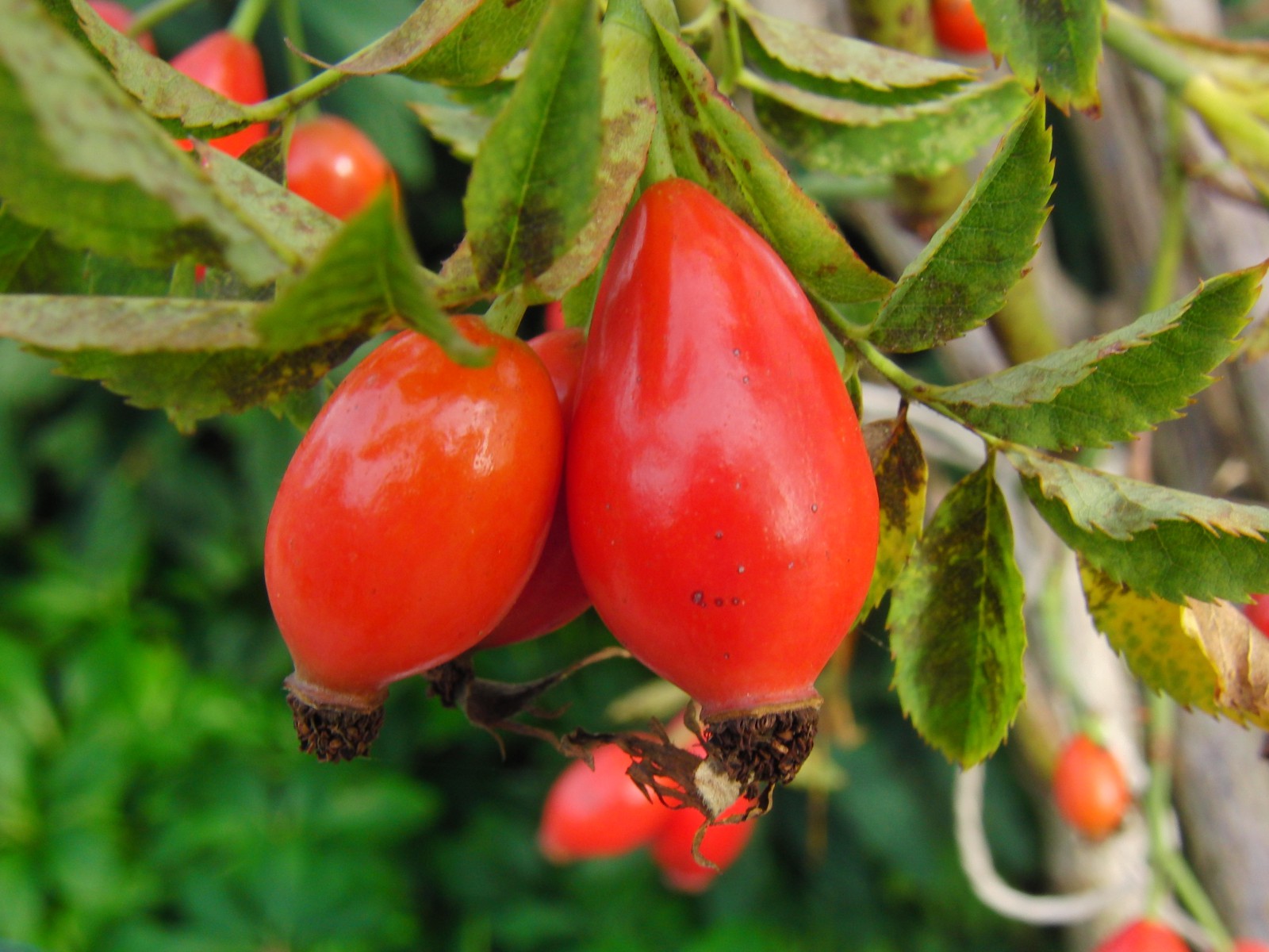 Hagebutten mit grünen Hintergrund Hagebutten mit grünen Hintergrund