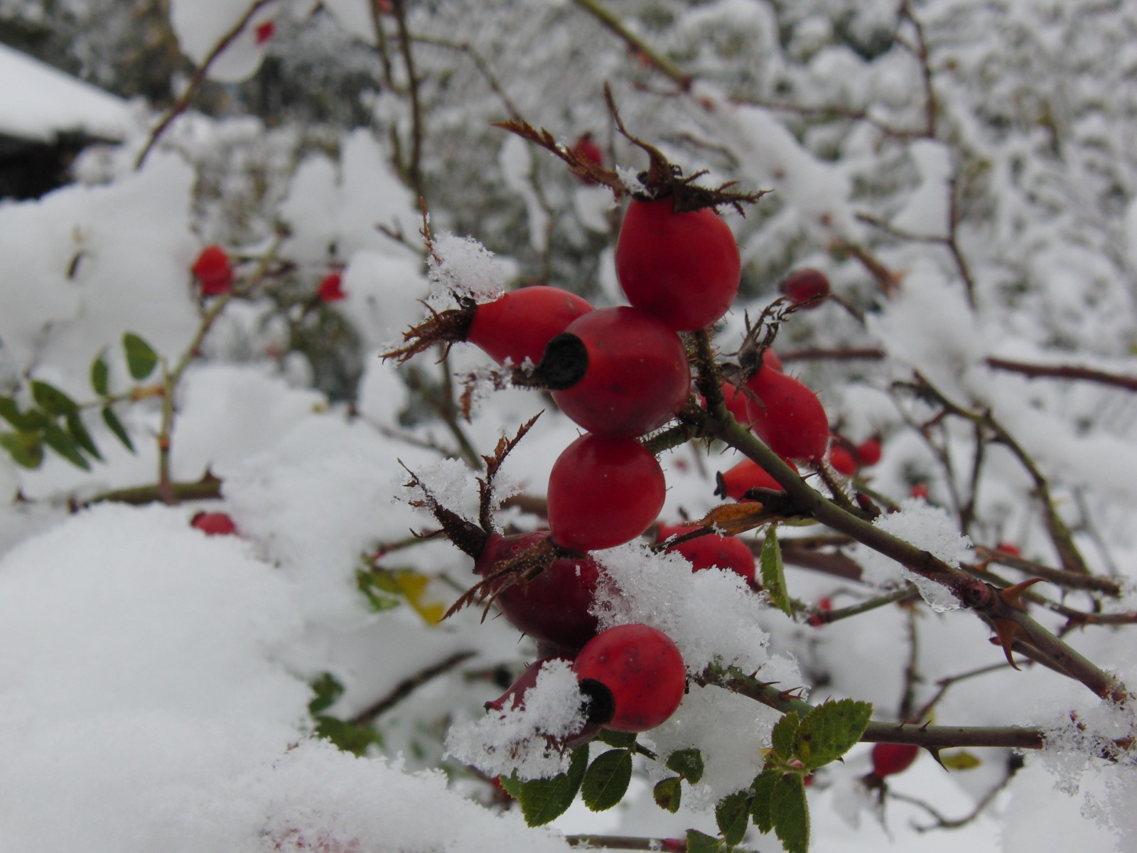 Hagebutten mit Schnee Hagebutten mit Schnee