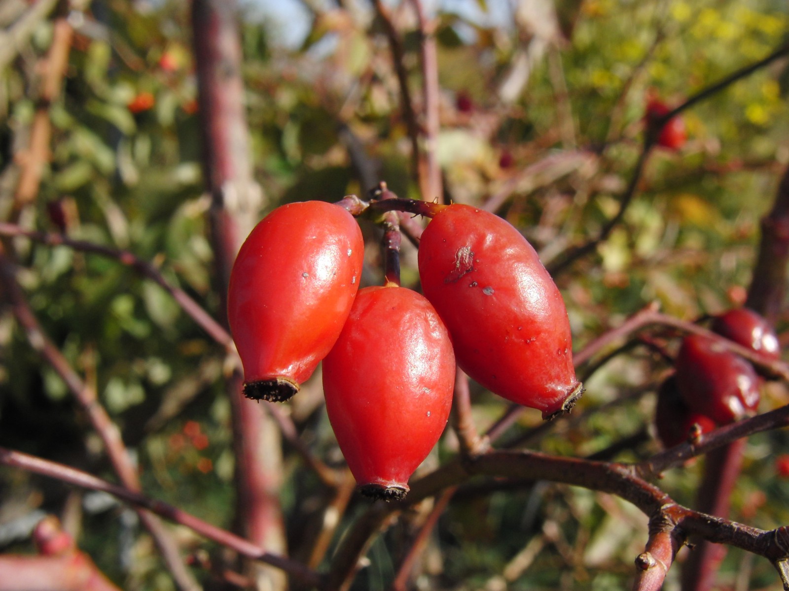 Hagenbutten trio Hagenbutten trio