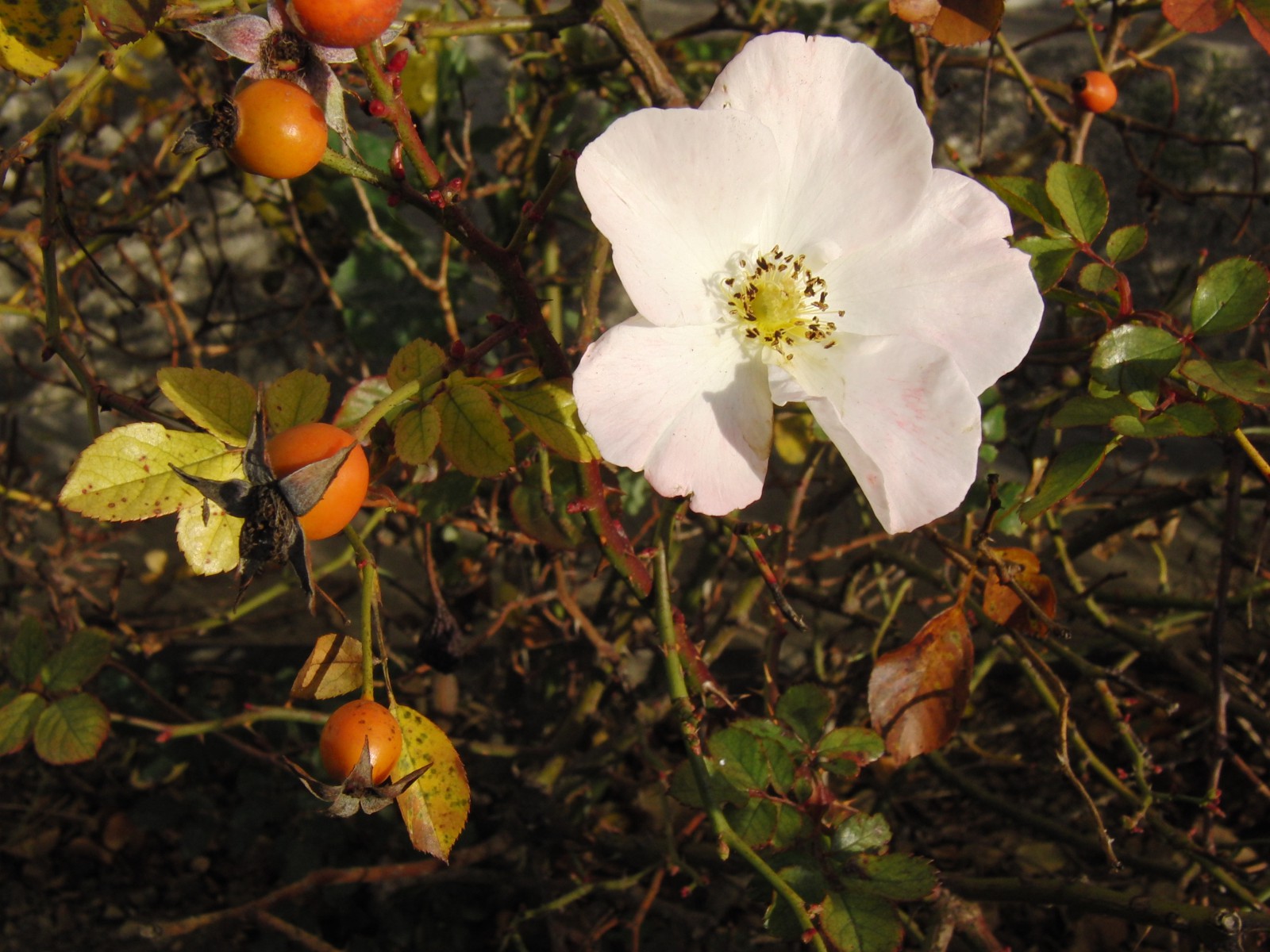 Hagebutten und Blüte Hagebutten und Blüte