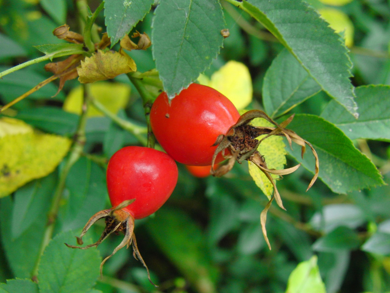 Hagebuttenpaar Hagebuttenpaar