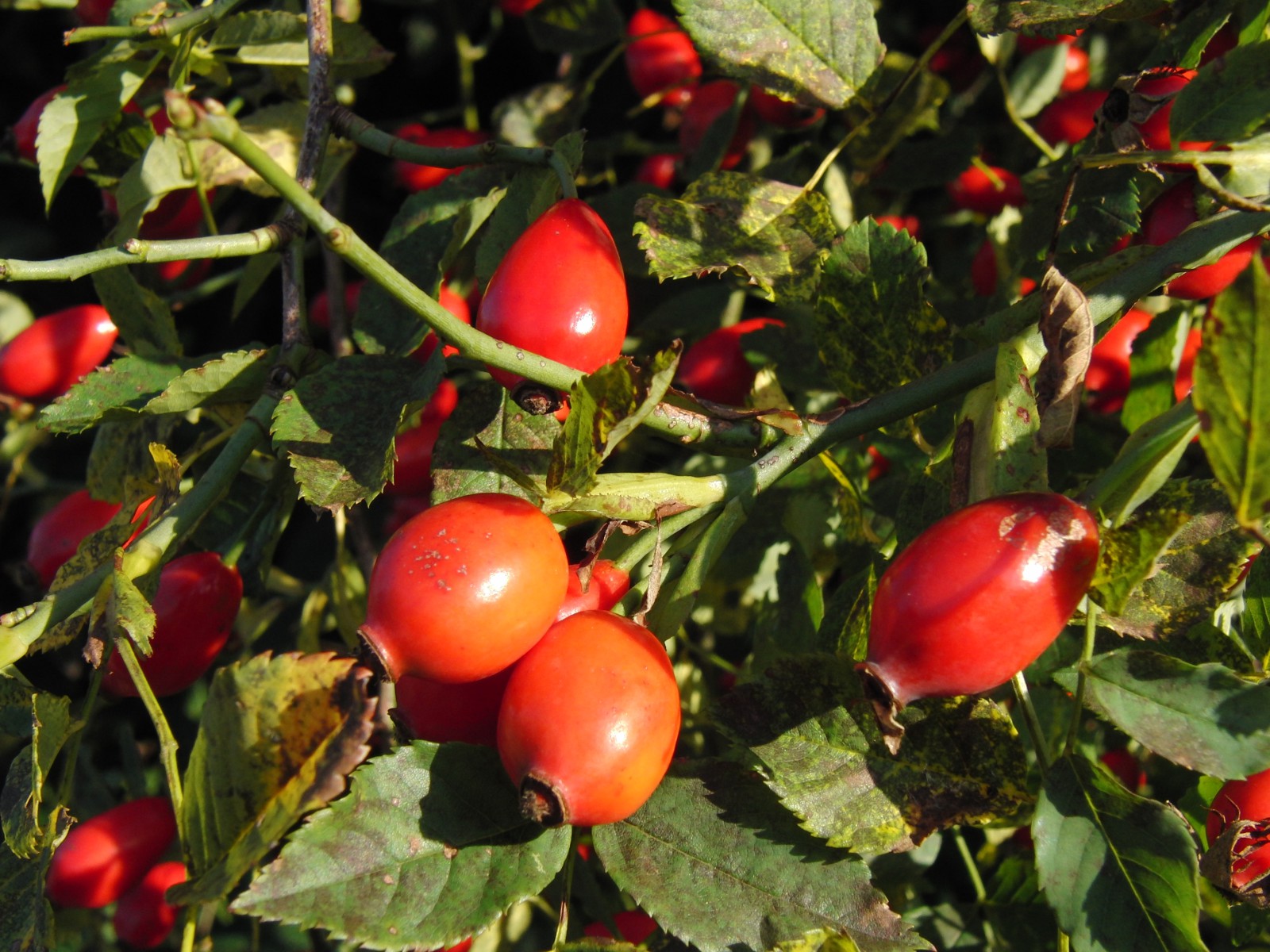 Hagenbuttenstaruch Hagenbuttenstaruch