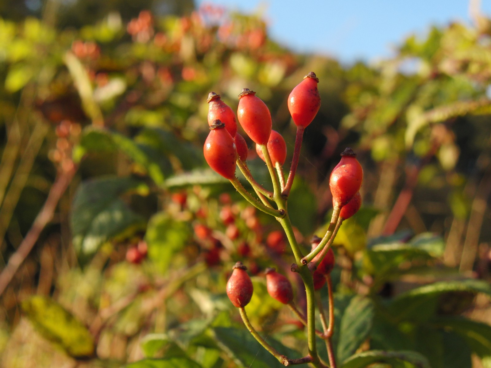 Hagebuttenzweig Hagebuttenzweig
