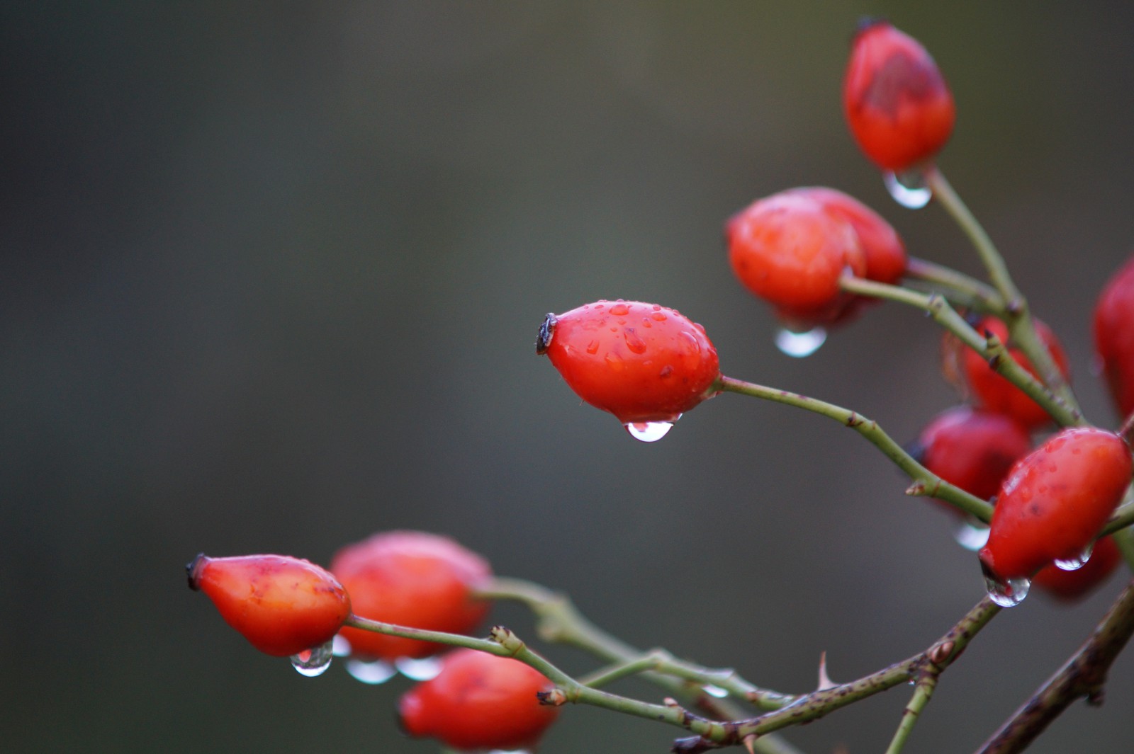 Nasse Hagebutten Nasse Hagebutten