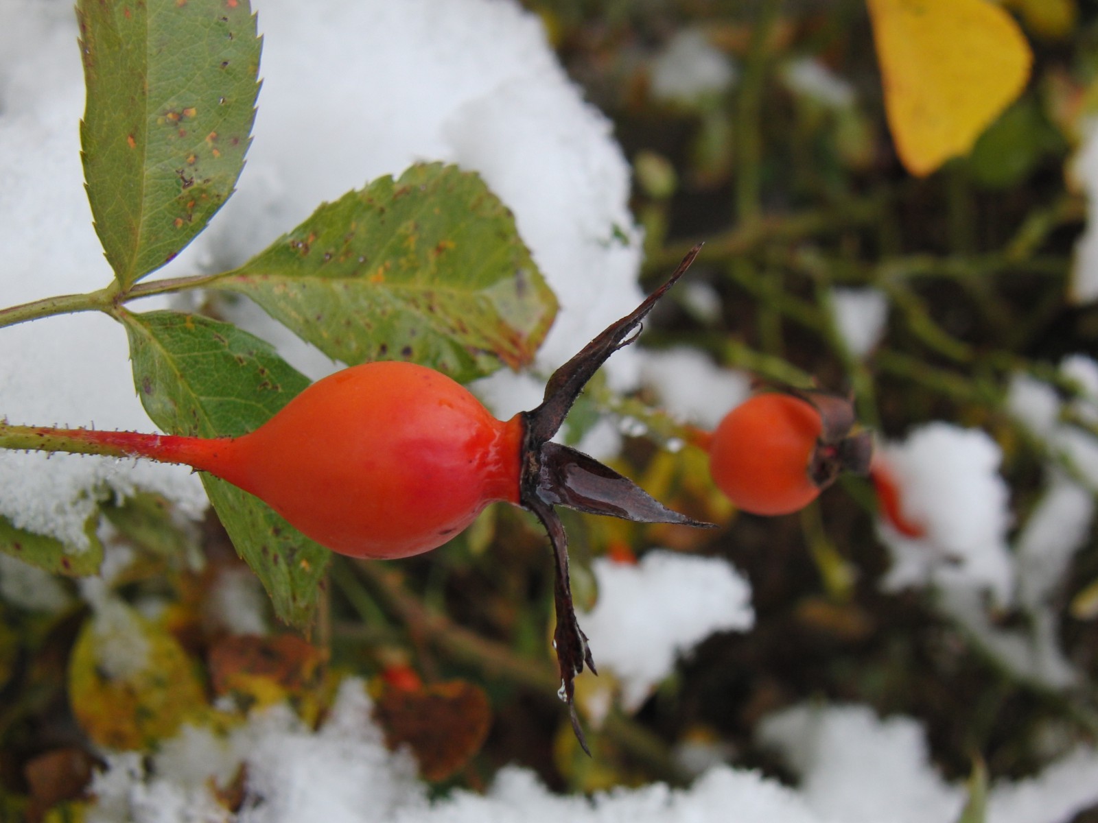 Nasskalte Hagebutte Nasskalte Hagebutte
