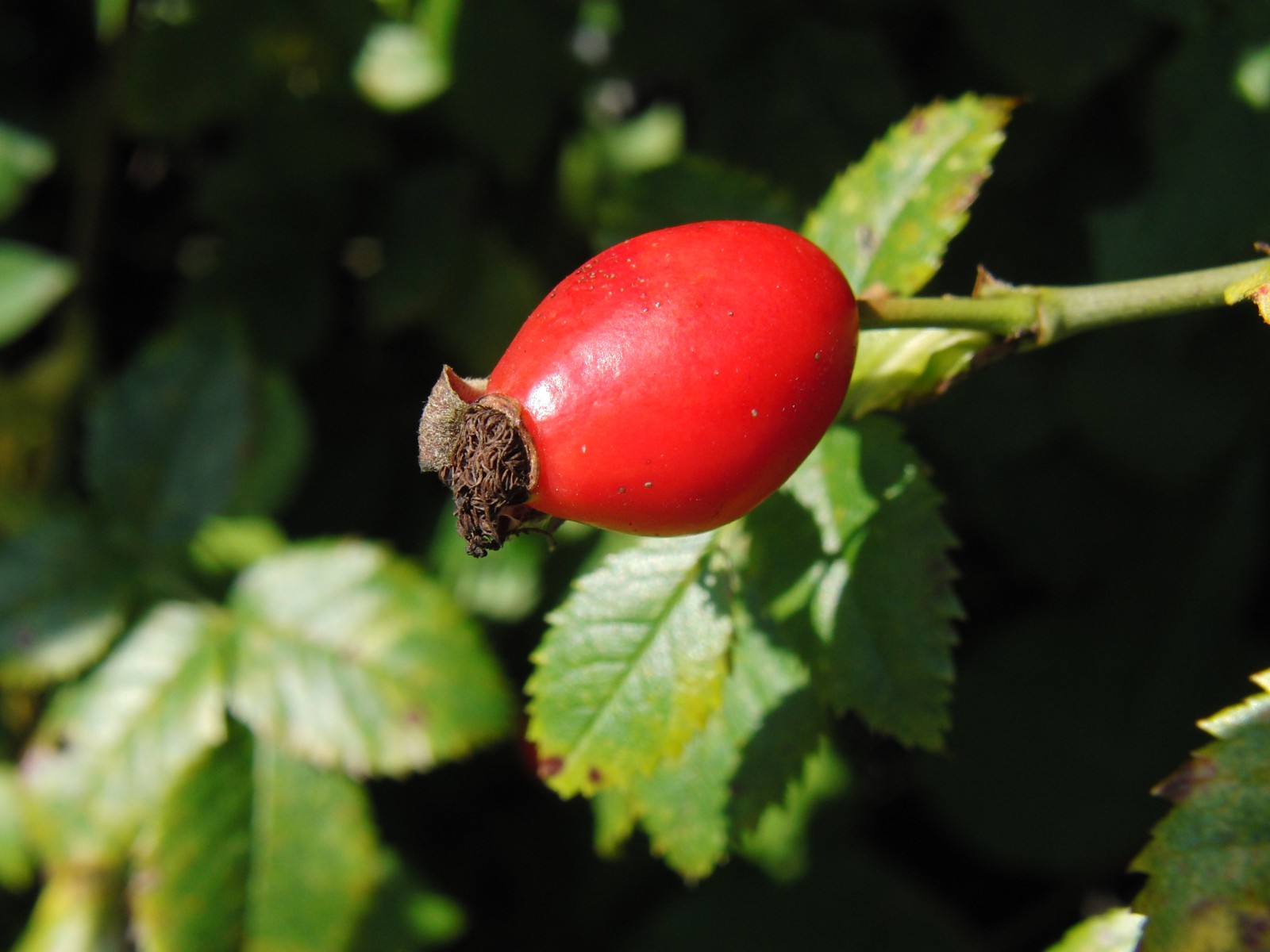 Schöne Hagebutte Schöne Hagebutte