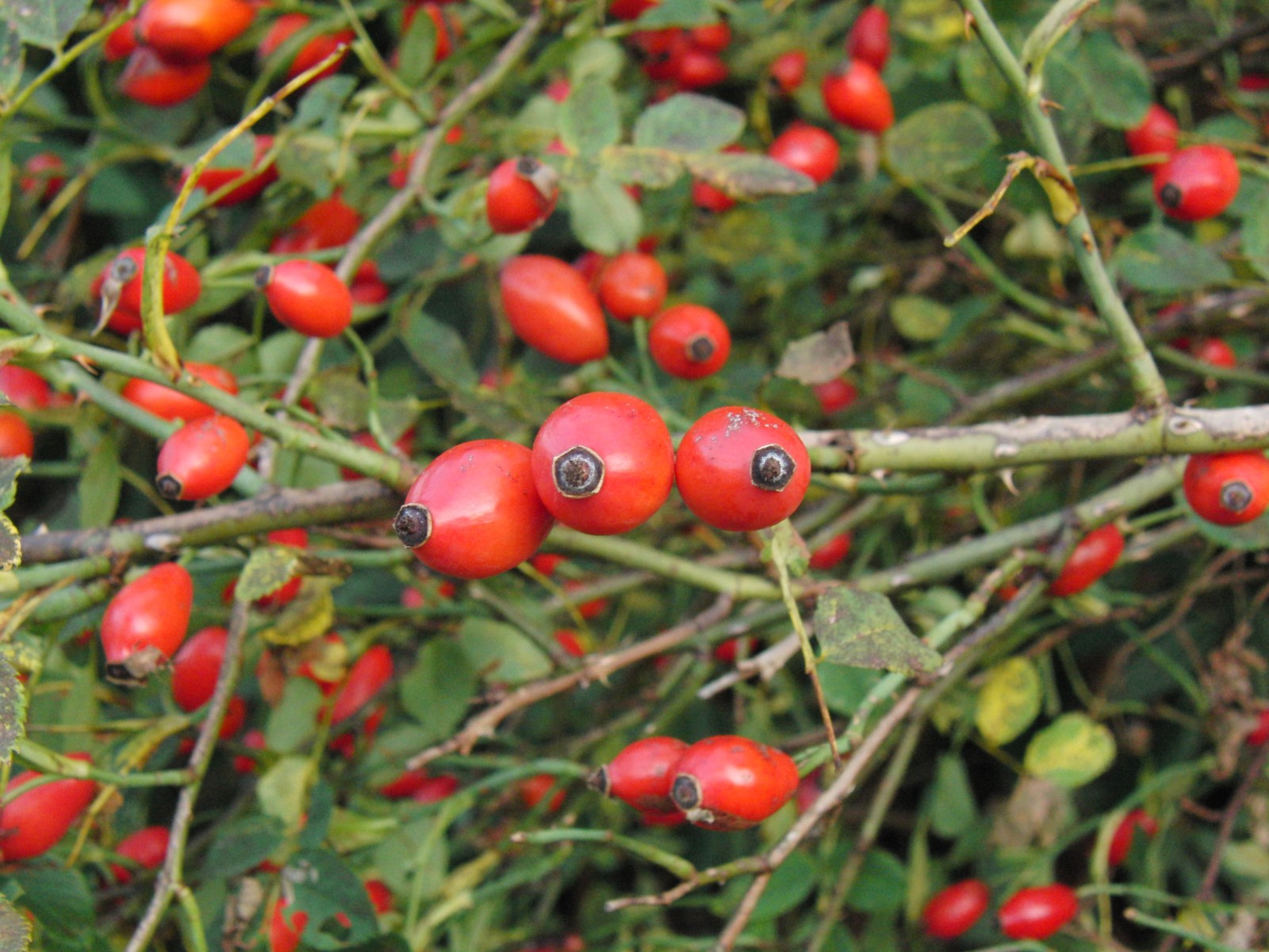 Trio im Hagebuttenstrauch Trio im Hagebuttenstrauch