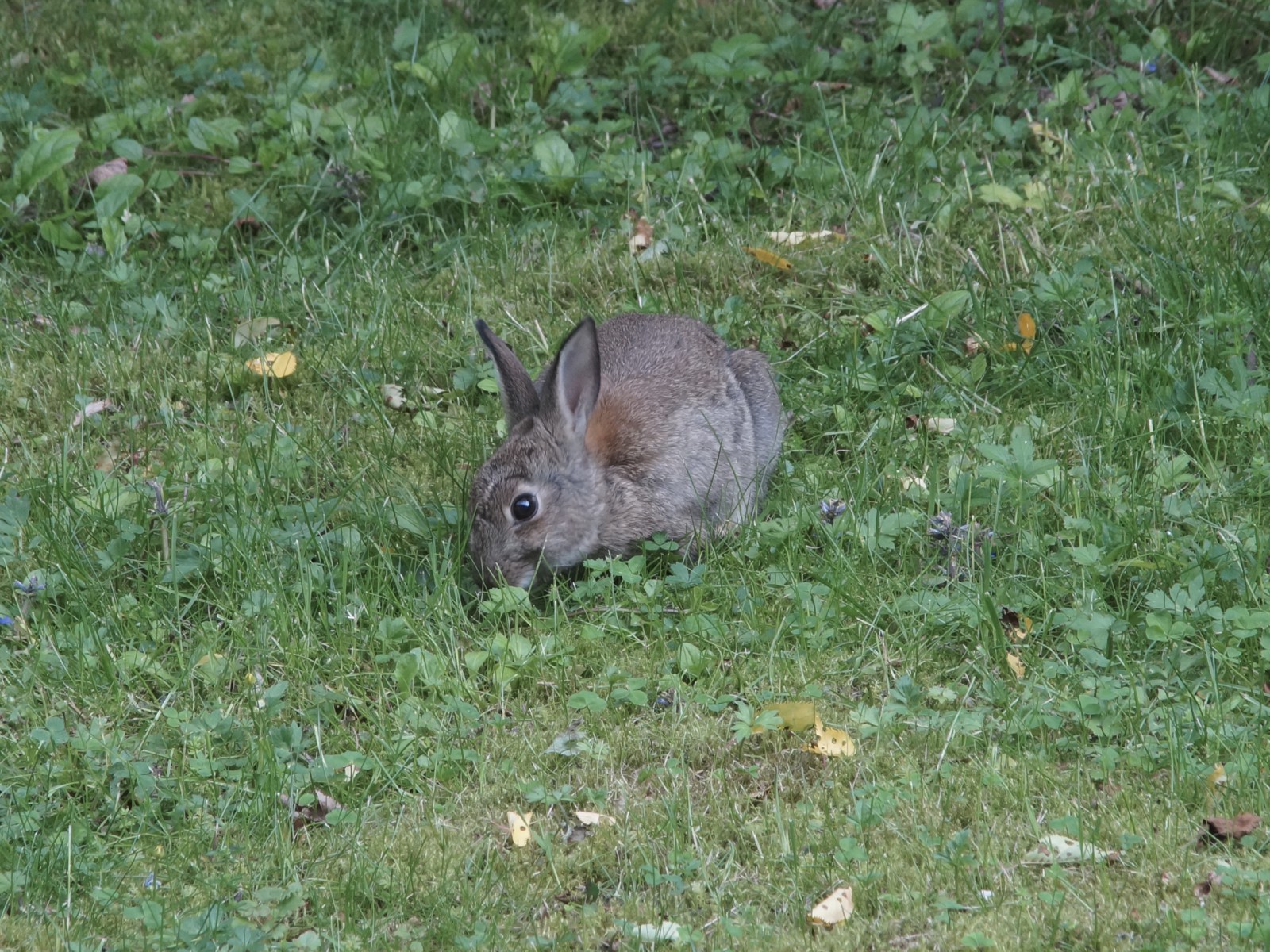Kaninchen in der Wiese Kaninchen in der Wiese