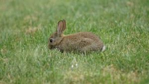 Süßes Kaninchen in der Wiese