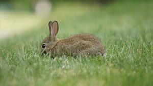 Kleines Häschen im Gras