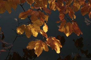 Abschied vom goldenen Oktober
