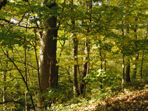 Blick ins Herbstlaub Blick ins Herbstlaub
