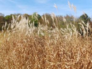 Braune Grasstauden Braune Grasstauden