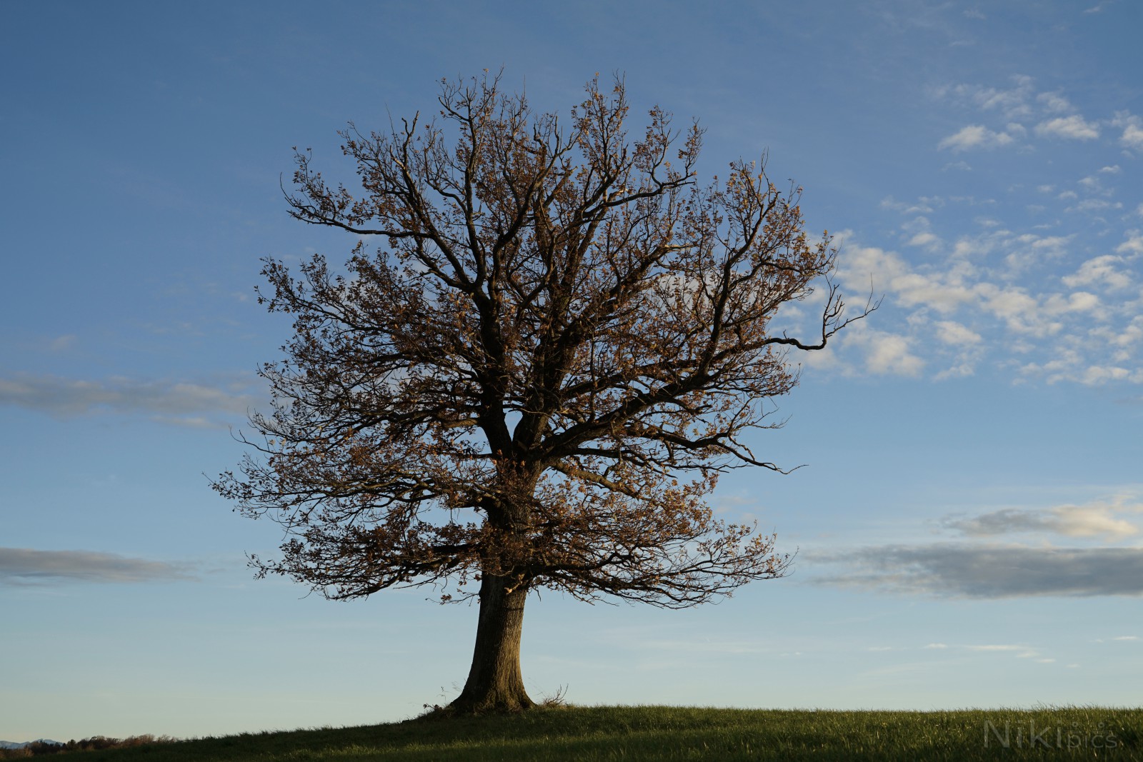 Eiche im November Eiche im November