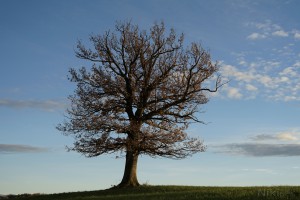 Eiche im November