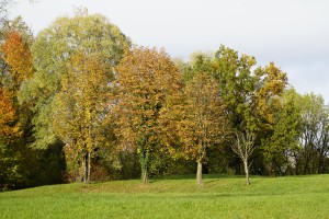 Farbwechsel im Herbst