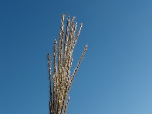 Grasaehre vor blauen Himmel Grasaehre vor blauen Himmel