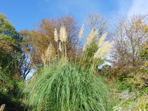 Herbst im Park (Grasstaude) Herbst im Park (Grasstaude)