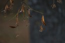 Herbst Mobile 