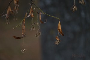 Herbst Mobile 