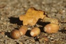 Herbstfrüchte am Boden