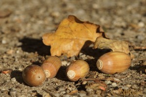 Herbstfrüchte am Boden