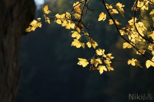 Herbstgold 
