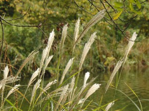 Herbstgras am Teich