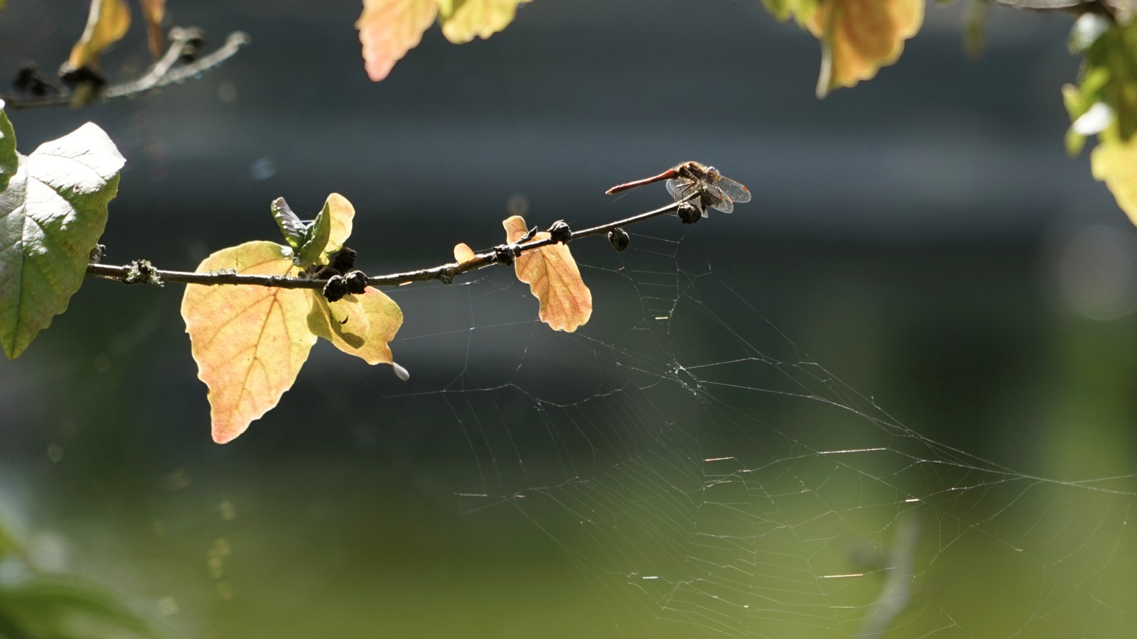 Herbstimpression am Teich im Westpark Herbstimpression am Teich im Westpark