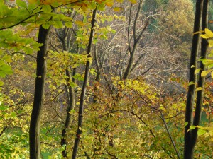 Herbstrauschen im Laub