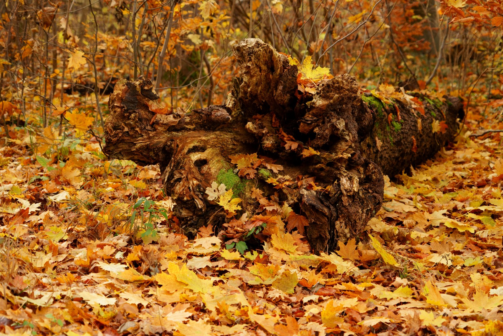 Herbstruhe  Herbstruhe