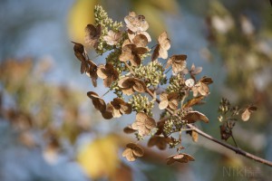 Hortensie im November