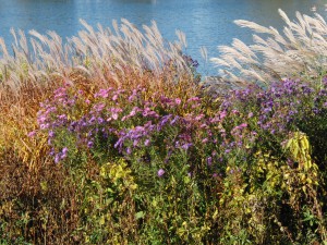 Letze Blüten im Herbst am Parksee