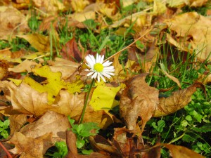 Letztes Gänseblümchen im Herbst