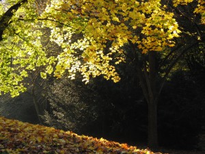 Lichtstrahl im Herbstlaub