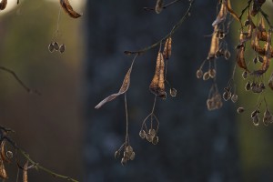 Lindenfrucht im Herbst