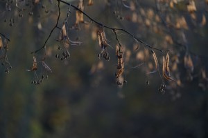 Lindenzweig im Herbst