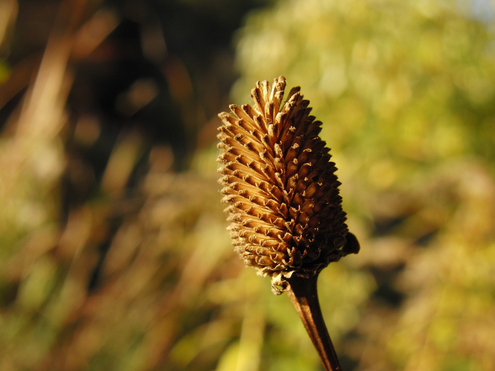 Samenkapsel im Herbst Samenkapsel im Herbst