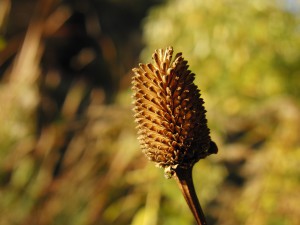  Samenkapsel im Herbst
