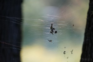 Spinnennetz im Herbst 