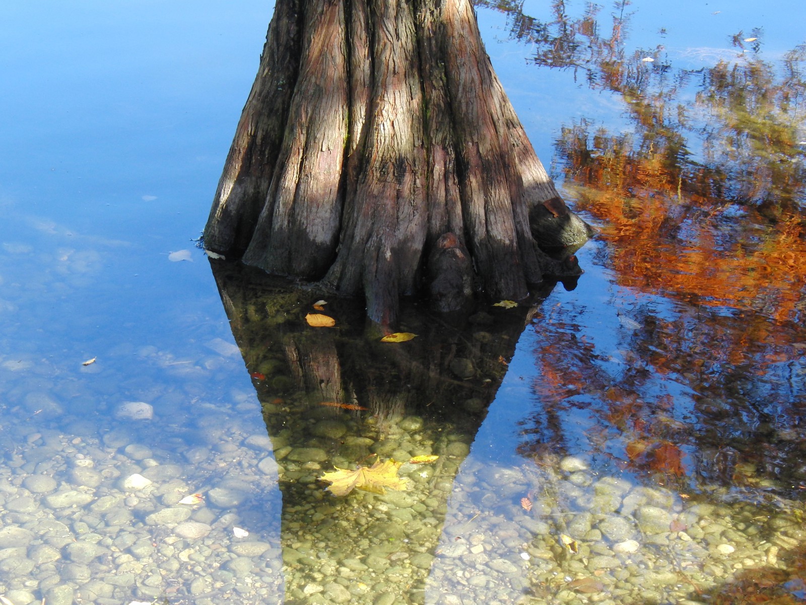 Sumpfzypressen-Stamm im Herbst Sumpfzypressen-Stamm im Herbst