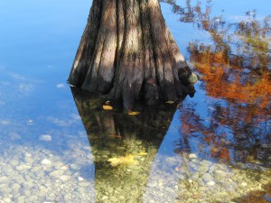 Sumpfzypressen-Stamm im Herbst