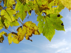 Ahornlaub leuchtet unter blauen Himmel