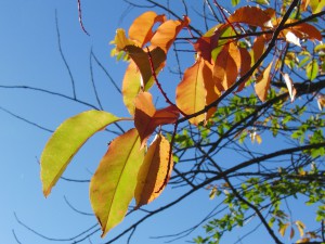 Ast im Herbstlicht mit Laub