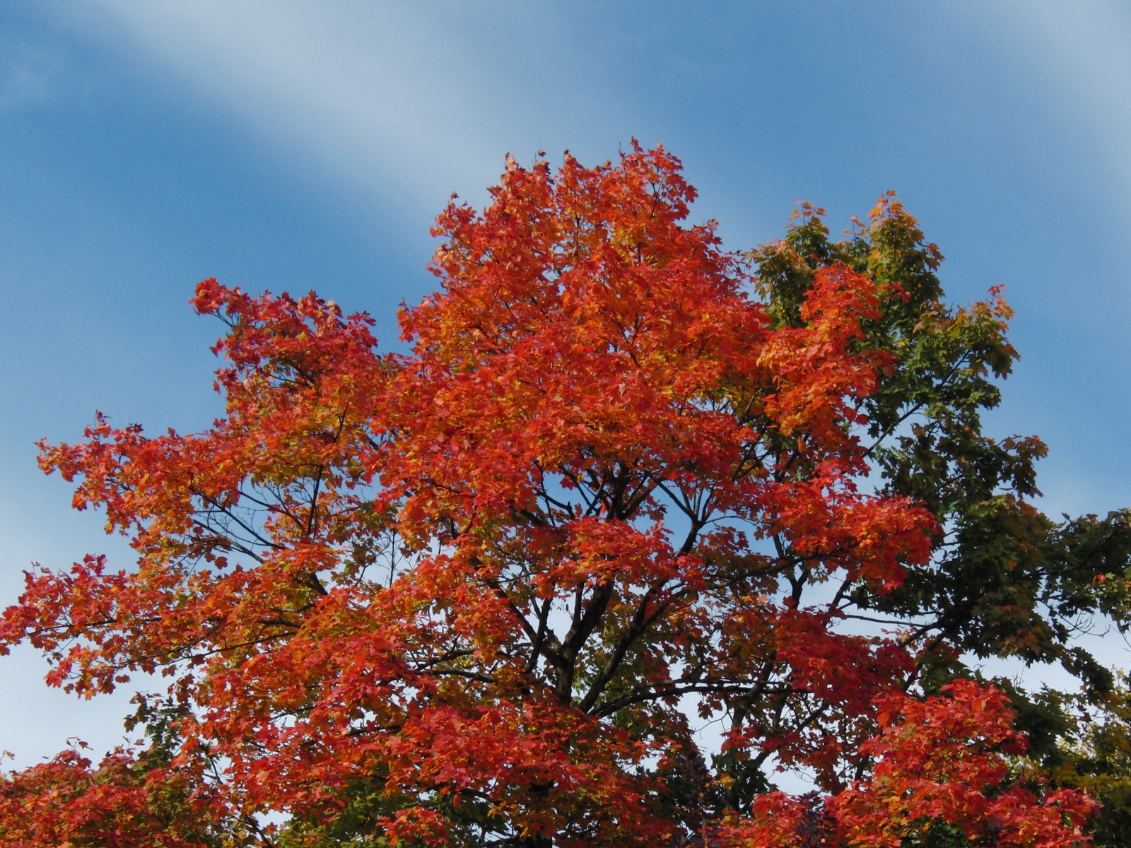 Baum im feurigen Herbstleuchten 1 Baum im feurigen Herbstleuchten 1