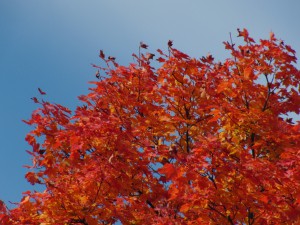 Baum im feurigen Herbstleuchten