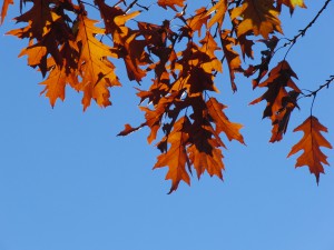 Braunes Herbstlaub vor blauen Himmel 2